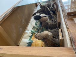 Орнитология